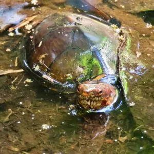 cryptochelys acuta