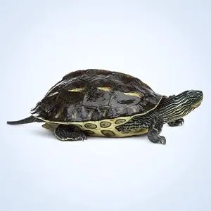 mauremys sinensis