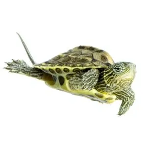 ocadia sinensis bebe