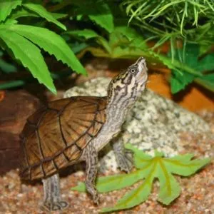 tortuga de bulbo adulta