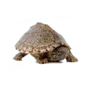 tortuga de bulbo bebe