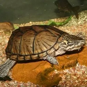 tortuga de bulbo