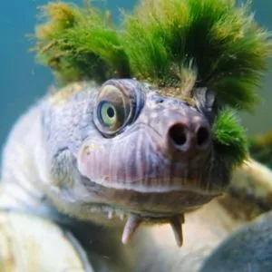 tortuga de pelo verde