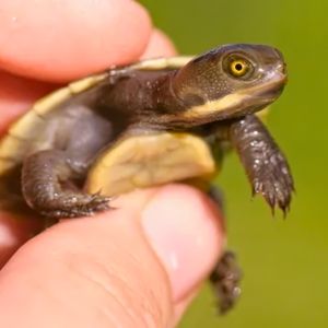 tortuga punk bebe