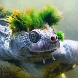 tortuga punk