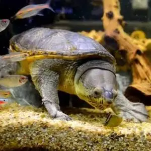 tortuga chopontil