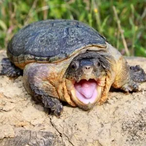 tortuga claudius angustatus
