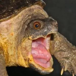 tortuga vampiro adulta