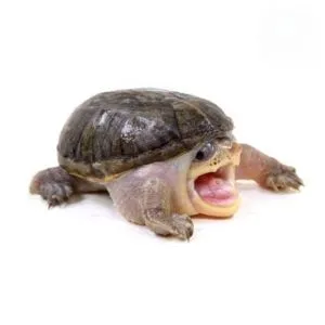 tortuga vampiro bebe