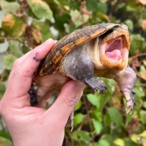 tortuga vampiro