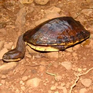 tortuga cuello largo