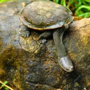 tortuga serpiente
