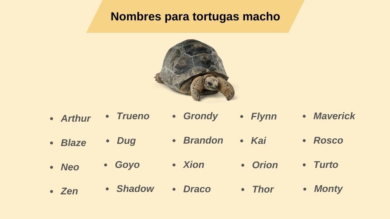 nombres para tortugas macho