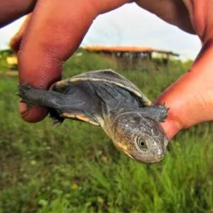 PELOMEDUSA SUBRUFA | La tortuga de escudo africana