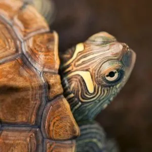 tortuga mapa bebe