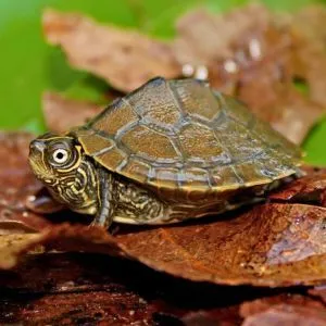 graptemys pseudogeographica bebe