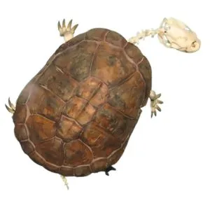 PELOMEDUSA SUBRUFA | La tortuga de escudo africana