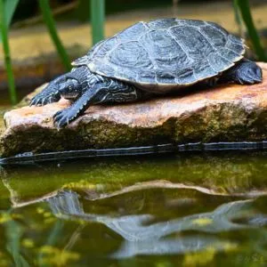 tortuga falsa mapa adulta