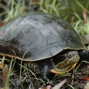 tortuga pollo