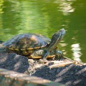 tortuga japonesa adulta