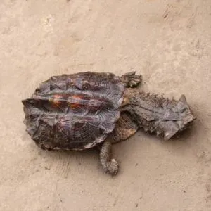 tortuga matamata bebe