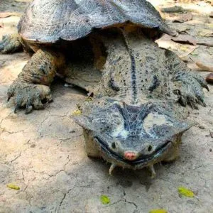 tortuga matamata gigante