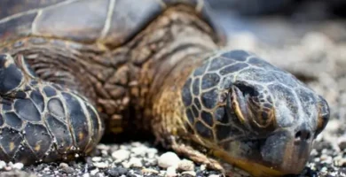 como duermen las tortugas