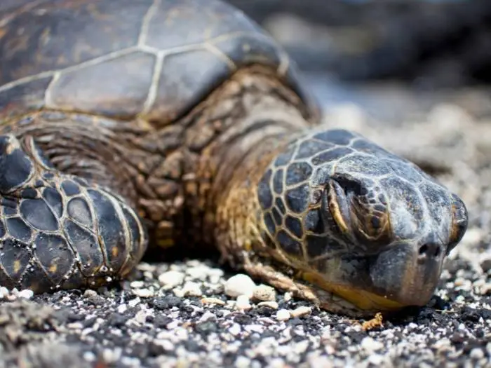 como duermen las tortugas