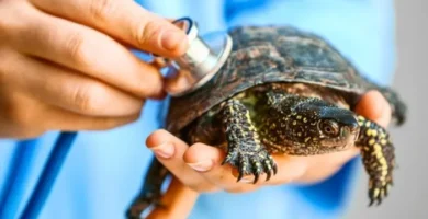 como saber si mi tortuga esta enferma