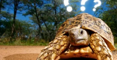 datos curiosos de las tortugas