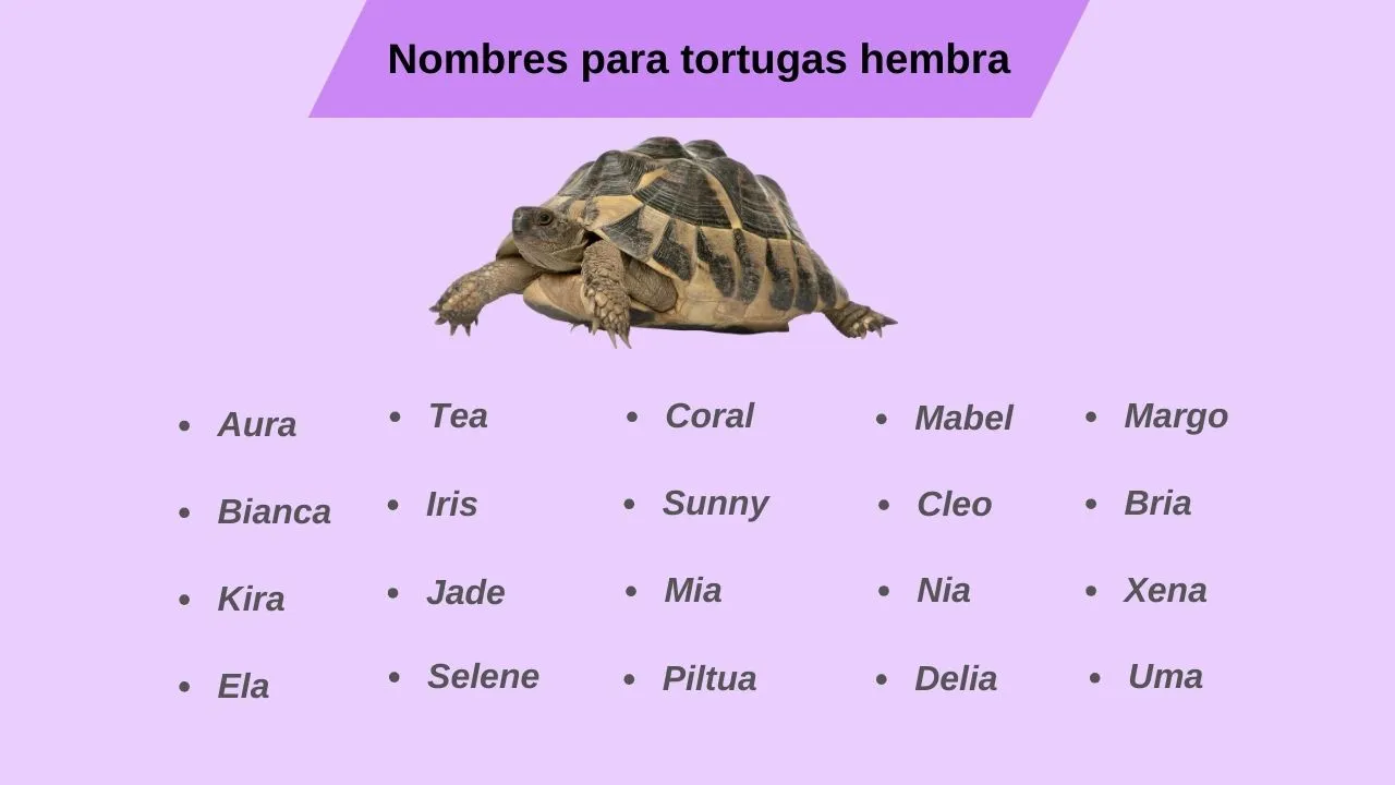 nombres para tortugas hembra