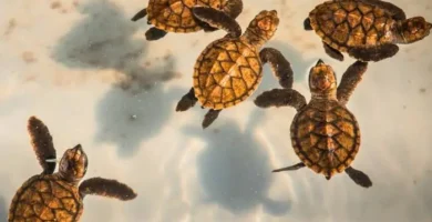 porque es importante la conservacion de las tortugas