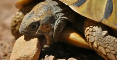 porque las tortugas comen piedras