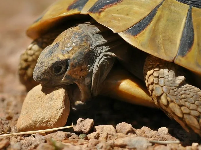 porque las tortugas comen piedras