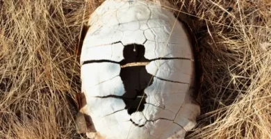 la tortuga es un animal vertebrado o invertebrado