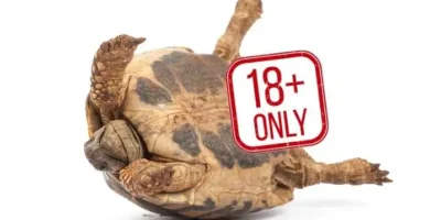 pene de tortuga