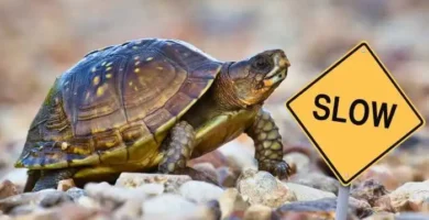 porque las tortugas son lentas
