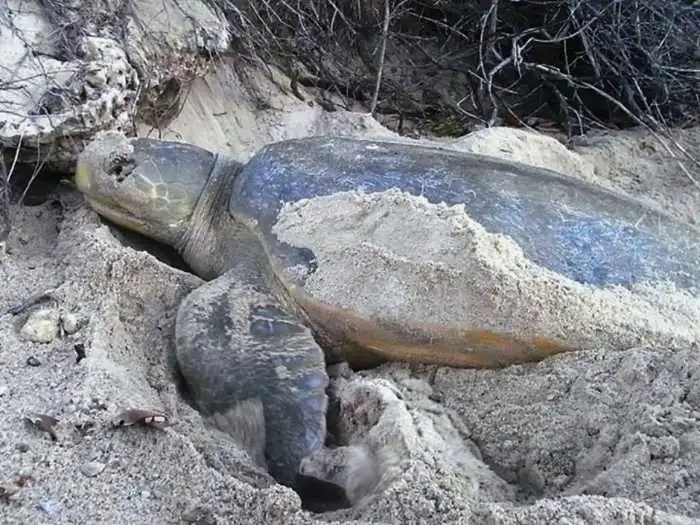 tortuga franca oriental