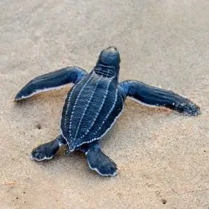 tortuga laud bebe