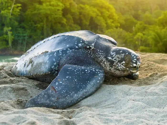 tortuga laud gigante