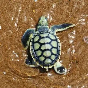 tortuga plana bebe