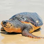 tortuga prieta