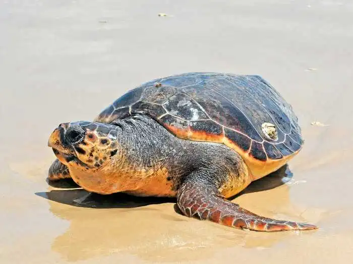 tortuga prieta