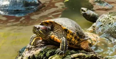 tortugas de agua dulce
