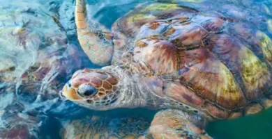 tortugas marinas