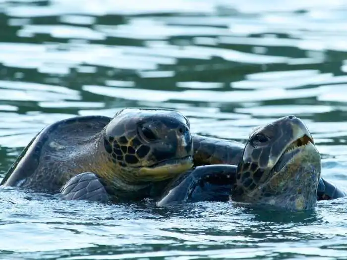 tortugas prietas