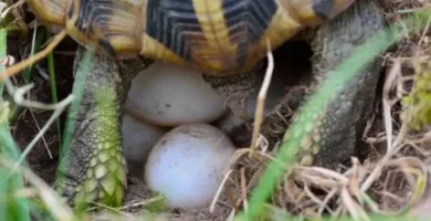 mi tortuga pone huevo sin macho