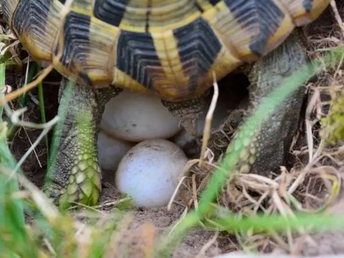 mi tortuga pone huevo sin macho