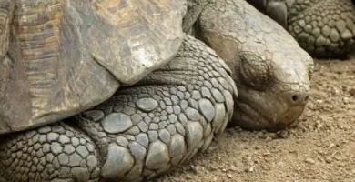 las tortugas hibernan