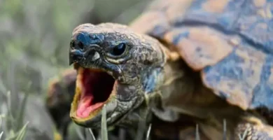 las tortugas tienen dientes